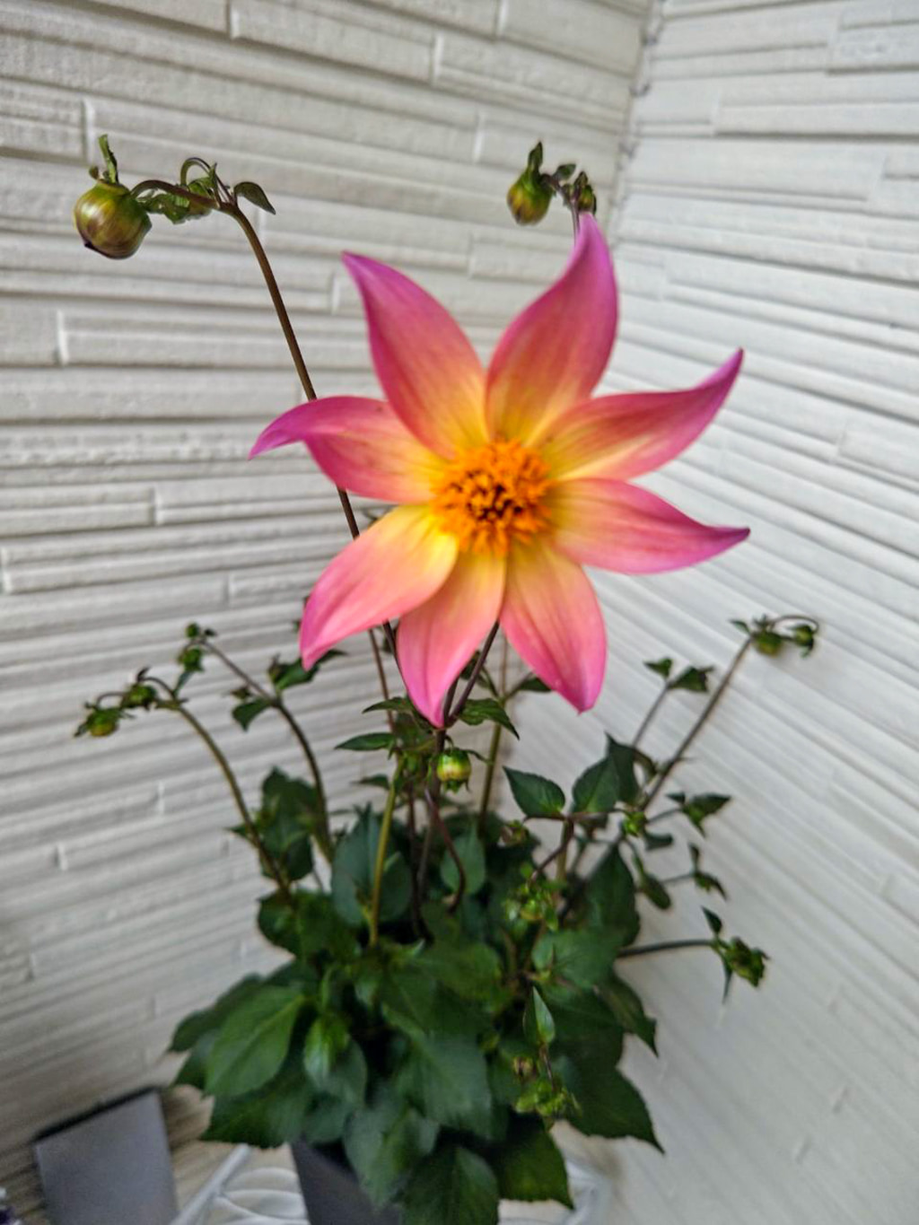 季節のお花