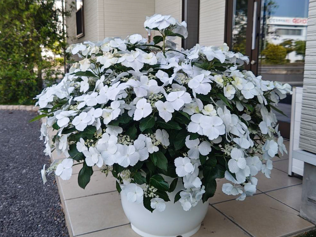 季節のお花