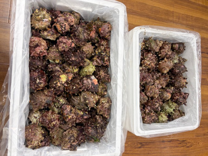 お花見準備の様子